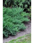Ялівець козацький Глаука | Можжевельник казацкий Глаука | Juniperus sabina Glauca